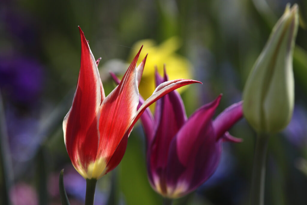 rote Tulpen