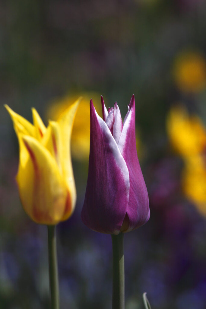 Tulpen