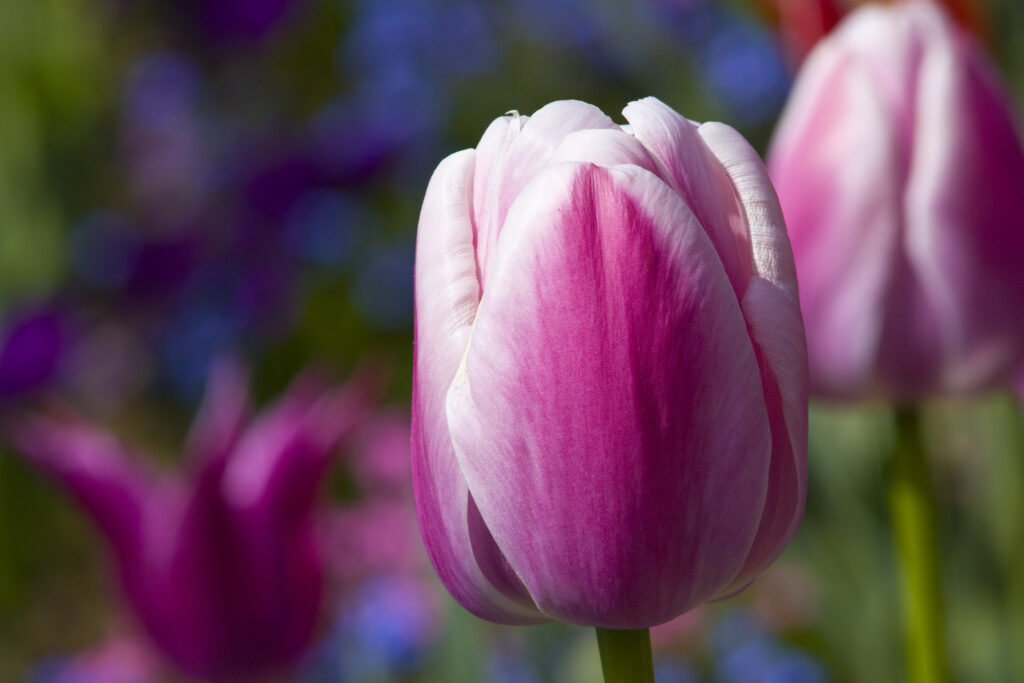 rote Tulpe