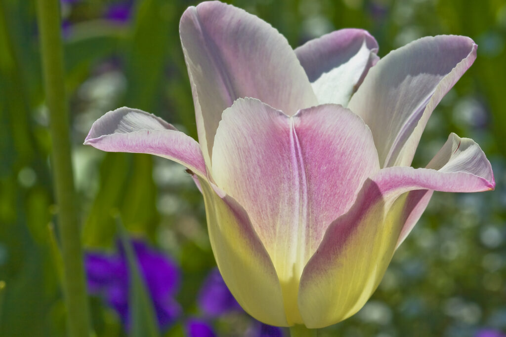 Tulpenblüte