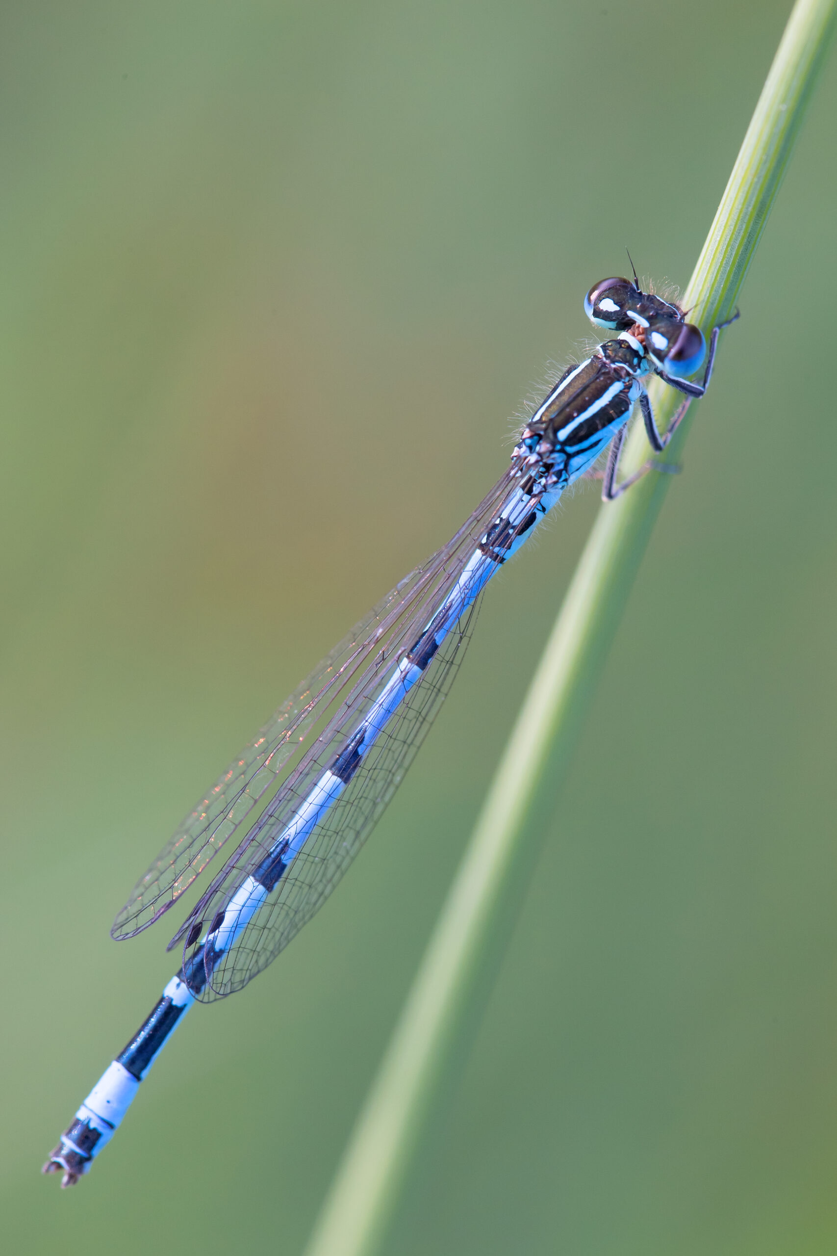 Blaue Libelle 2