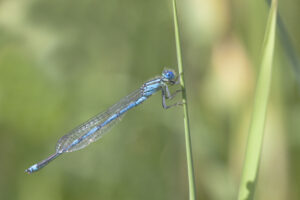 blaue Libelle