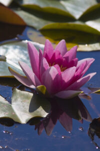 rote Seerose