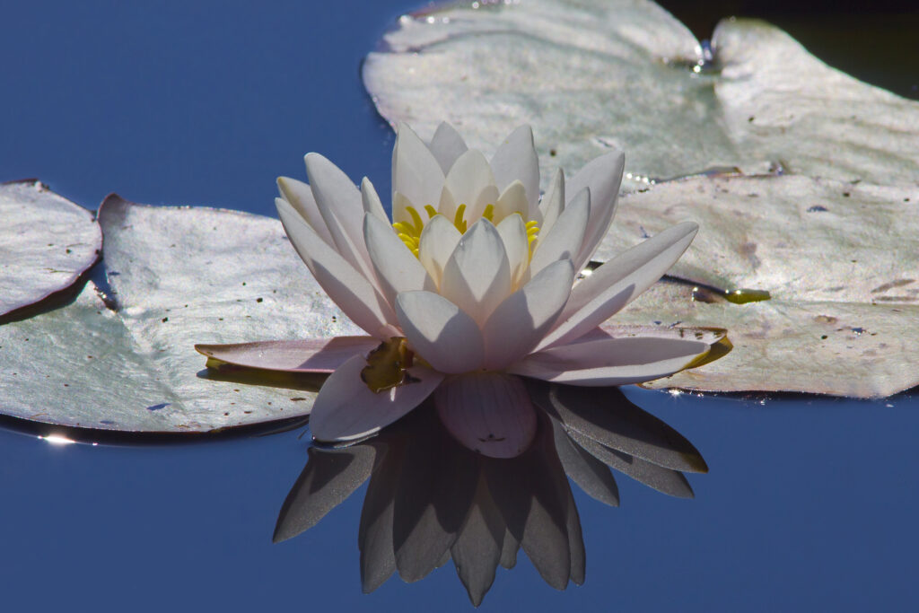 weisse Seerose 3