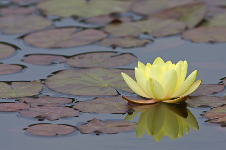 Gelbe Seerose