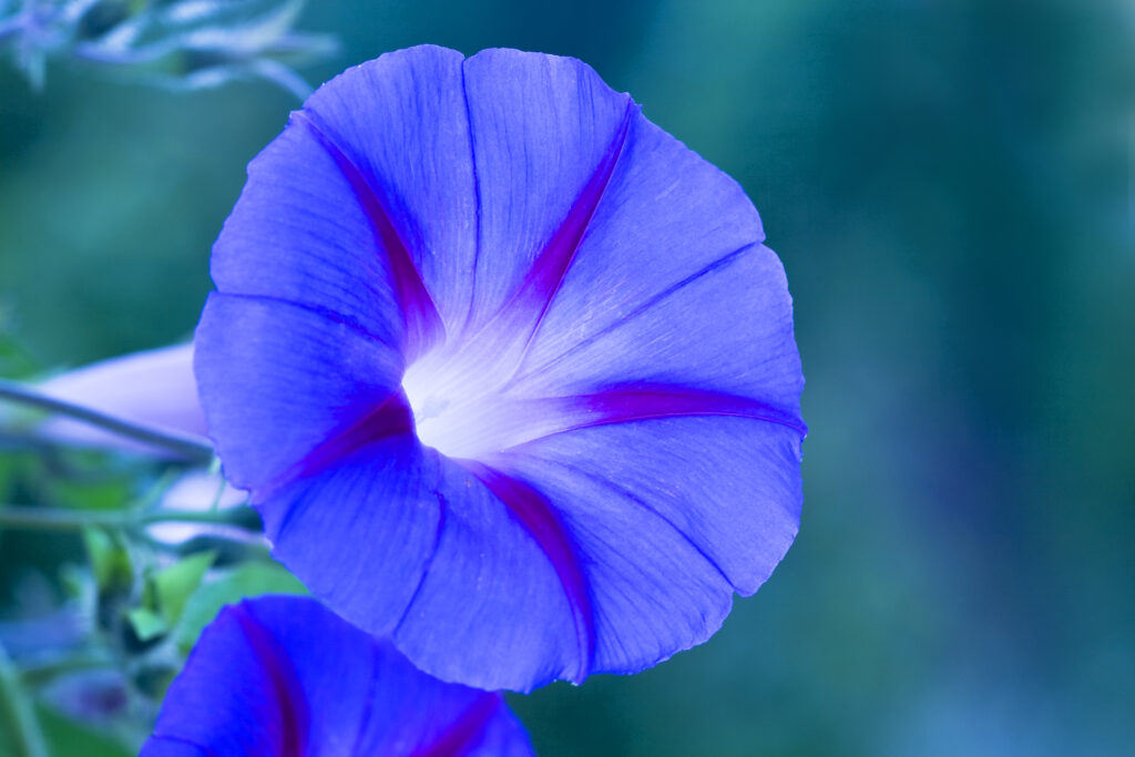 Blaue winde