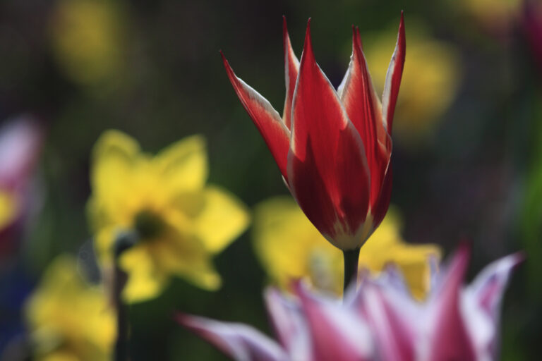 rote Tulpe 2