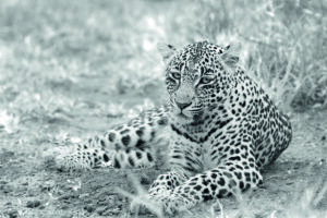 The Leopard Beauty