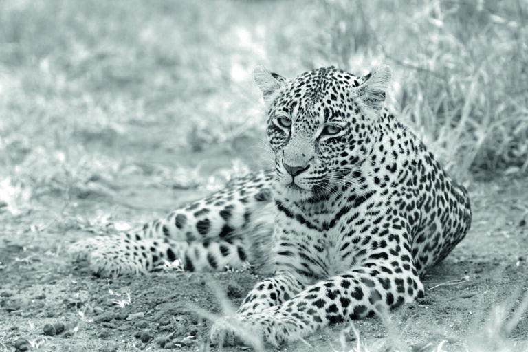 The Leopard Beauty