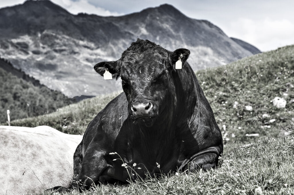 Black Bull