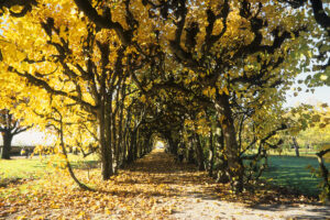 Herbstlaube