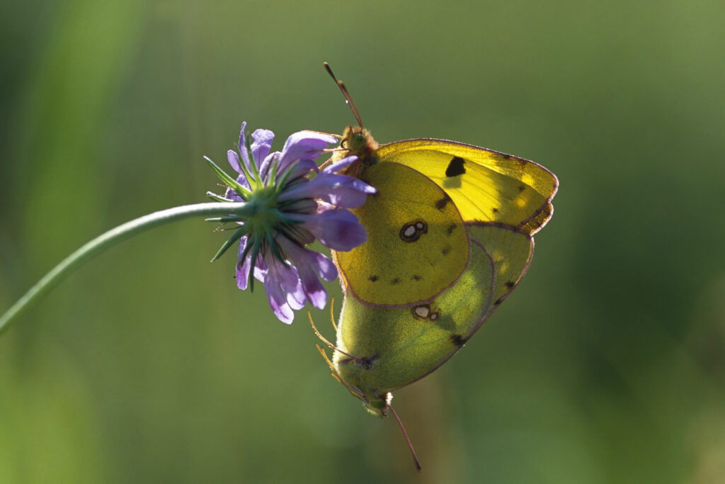Goldene Acht