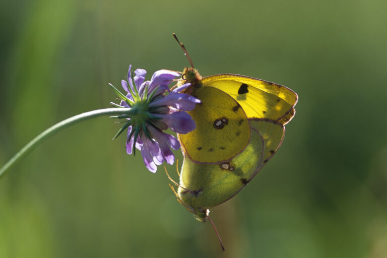 Goldene Acht