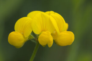 Hornklee 2