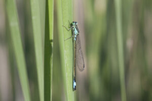 Pechlibelle 3