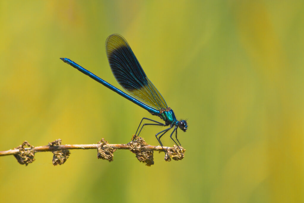 Prachtlibelle 1