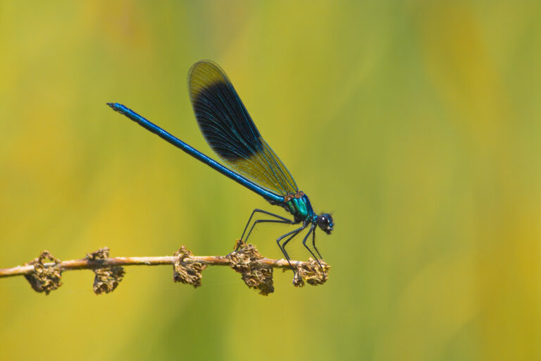 Prachtlibelle 1