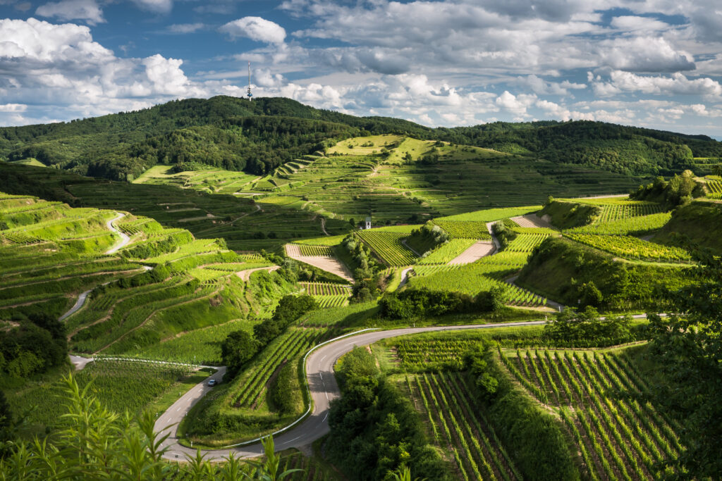 Kaiserstuhl Frühlingsidyll mit Weinbergen