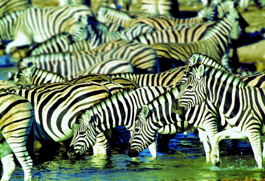 Zebra crossing