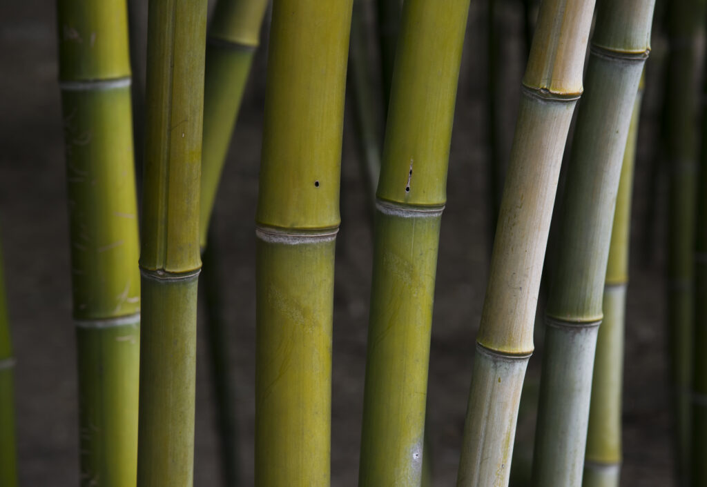 Bamboo Forest