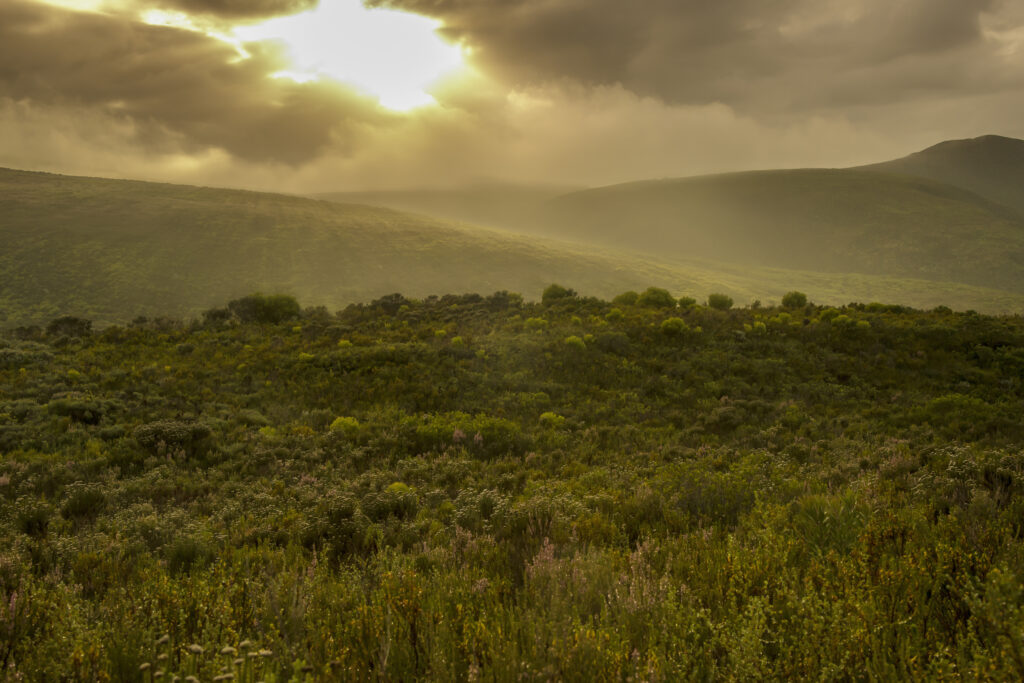 Sunny Fynbos Hills