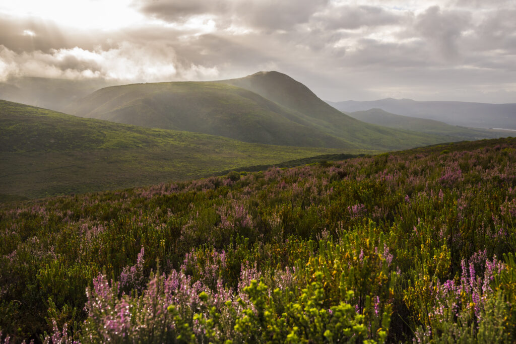 Fynbos in Walkerbay