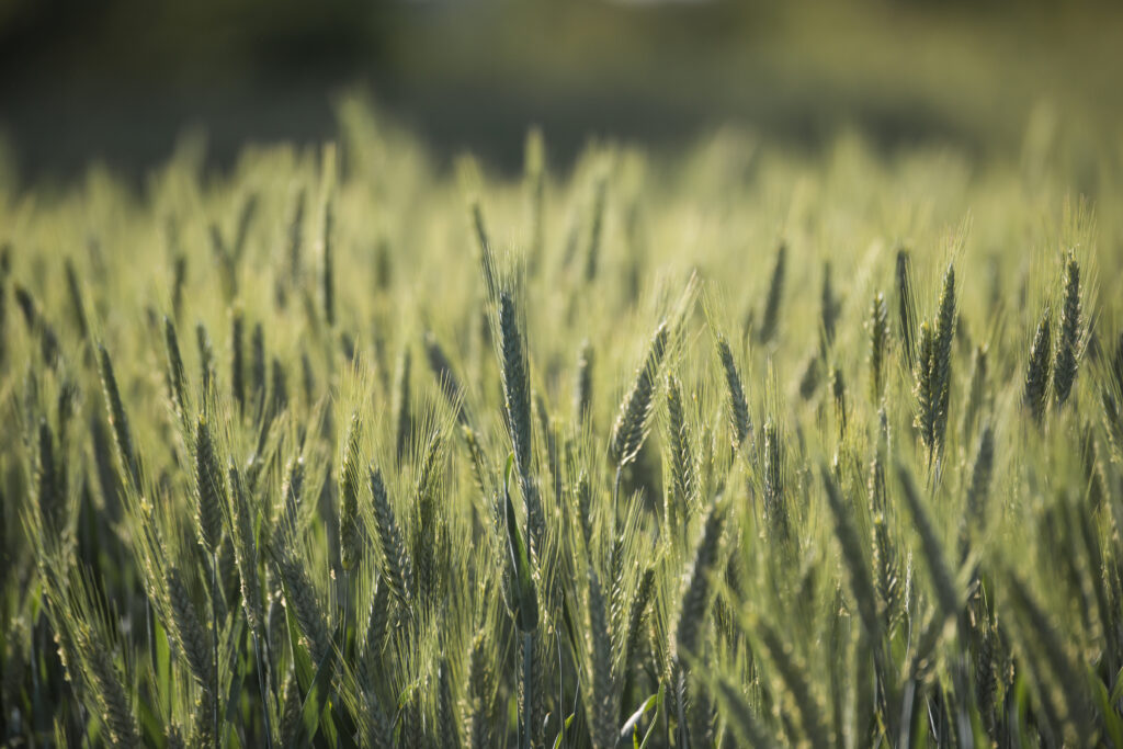 Field