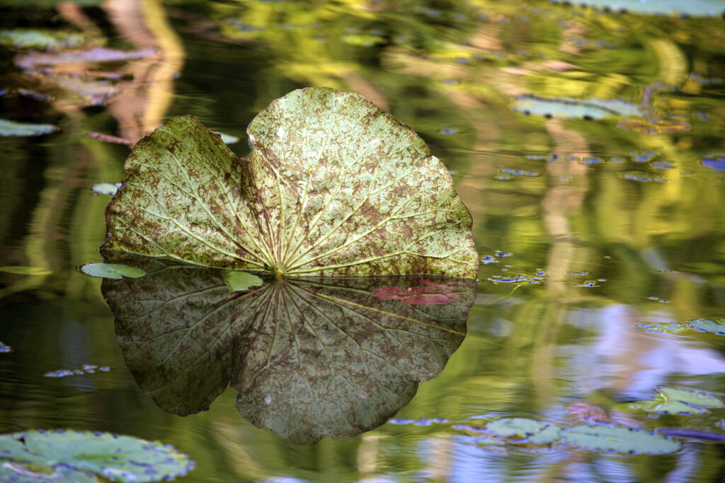 Lotus Leaf