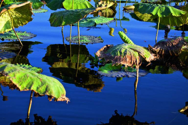 Loutus Leafs