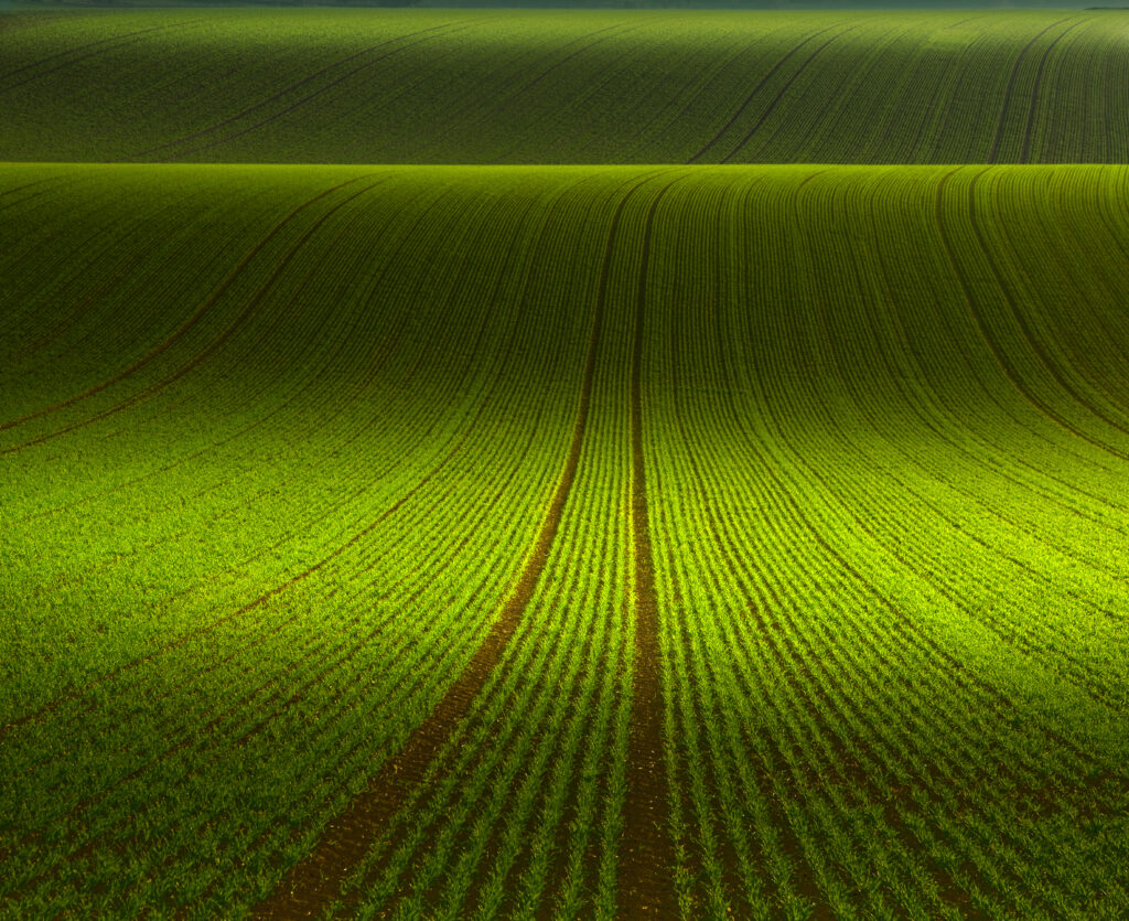 November Green