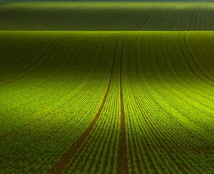 November Green