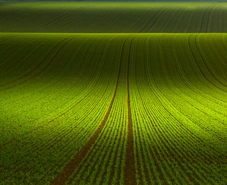 November Green