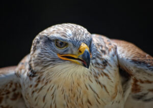 Red-tailed Hawk