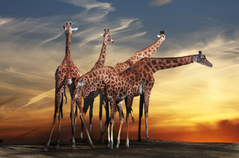 Giraffen