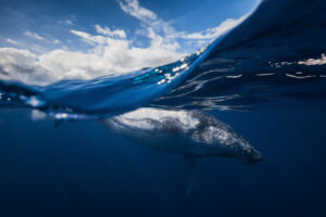 Humpback whale and the sky
