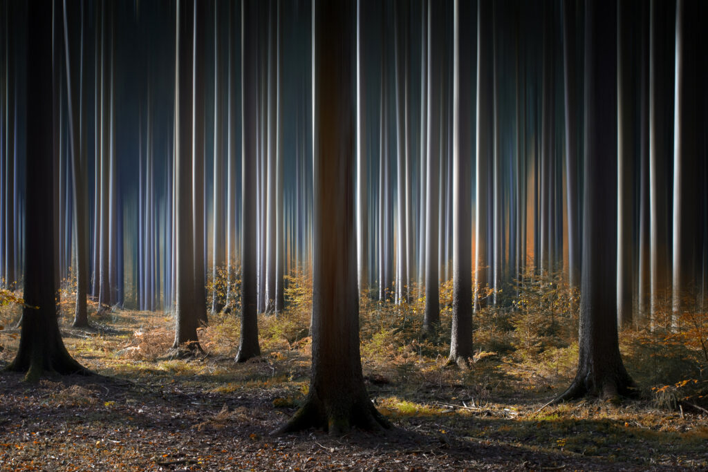 Mystic Wood
