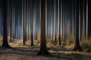 Mystic Wood