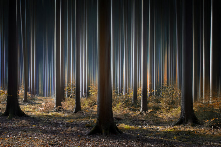 Mystic Wood