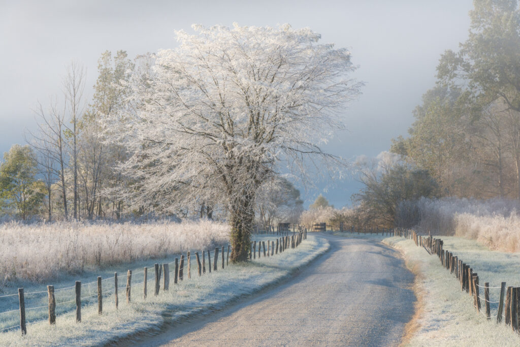 A Frosty Morning