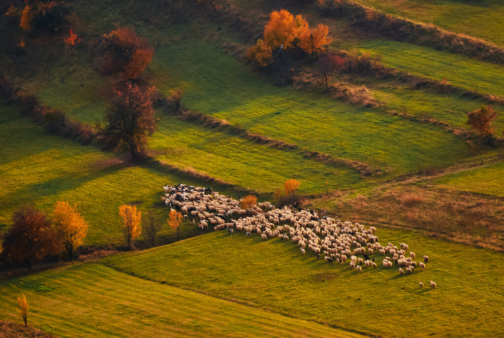 Sheep herd at sunset
