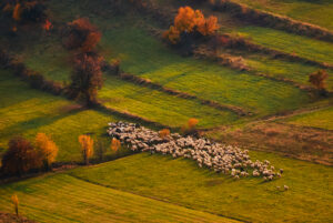 Sheep herd at sunset