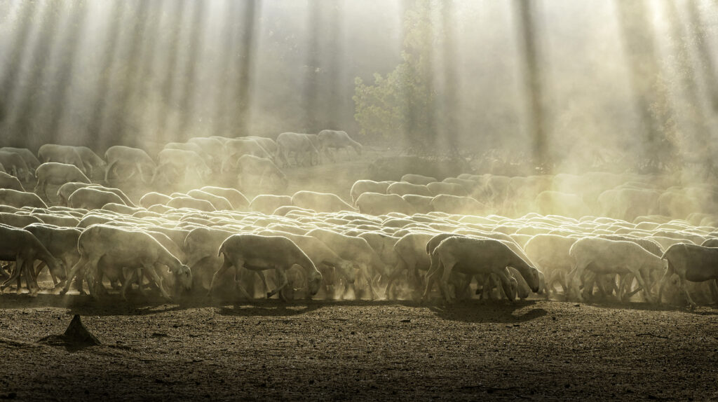 Herd sheep in the forest