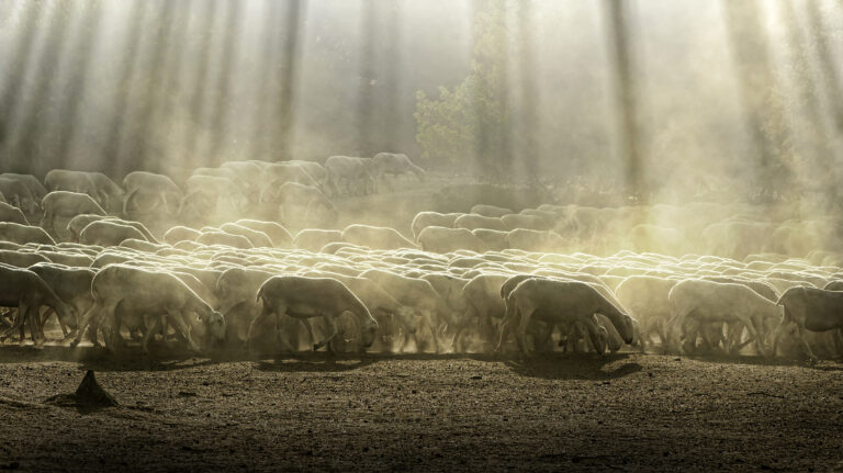 Herd sheep in the forest