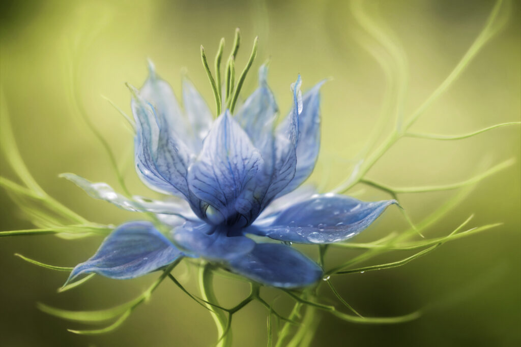 Nigella