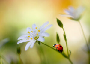 Summer beauties