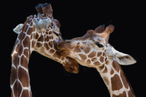 The kiss