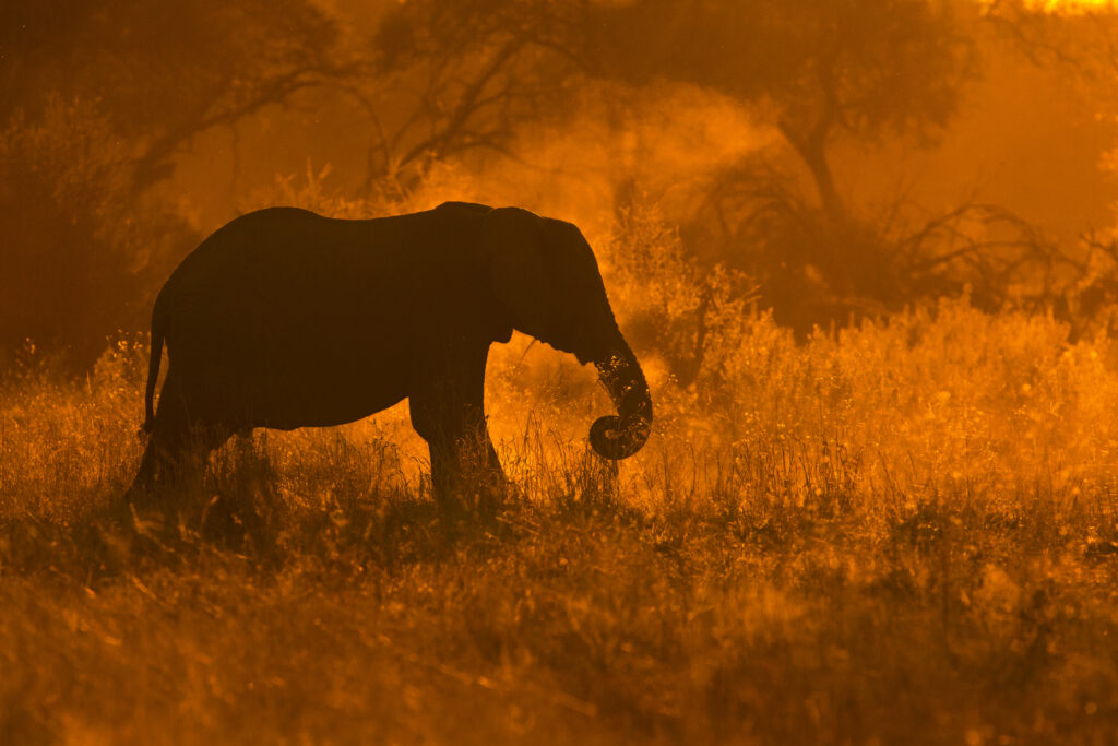 Golden Elephant in Savute