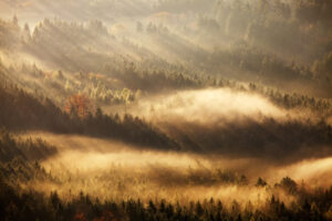 Autumn Rays