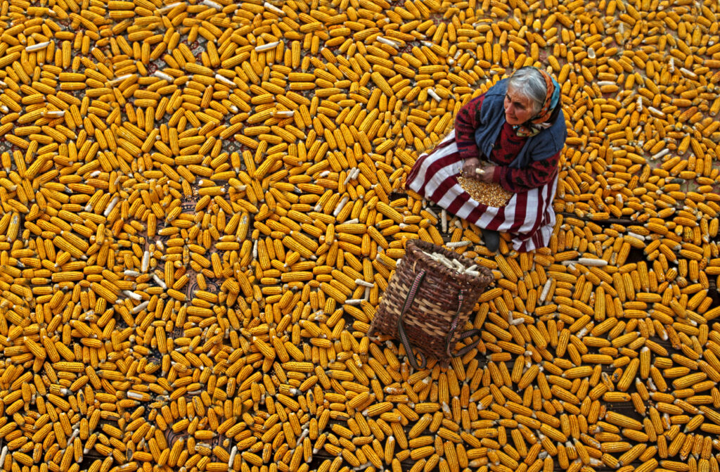 corn II