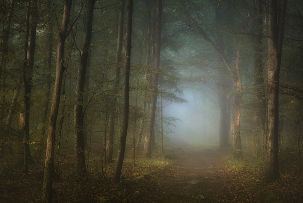 forest pathway